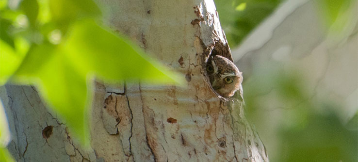 A forest owl in a tree cavity.