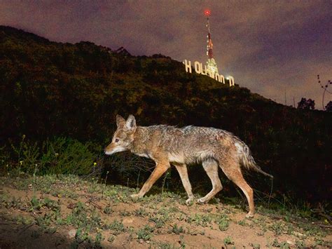One of Los Angeles’ urban coyotes passing by the Hollywood sign in Griffith Park.
