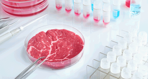 A petri dish containing lab grown meat