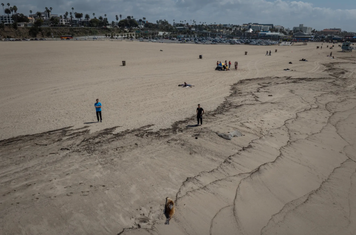 All Along California's Coast, A “Red Tide” is Causing a Marine Life Crisis