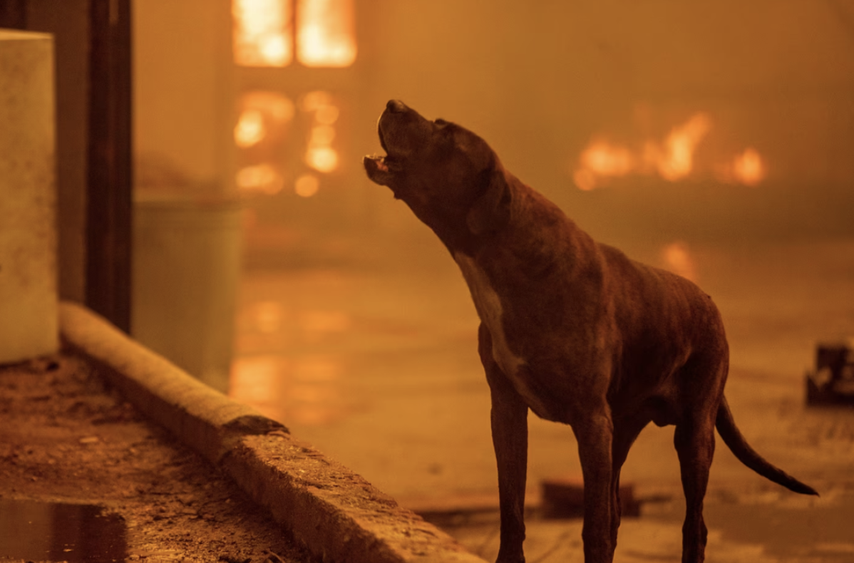 One LICK at a Time: How the Pasadena Humane is Combating the Effects of the Eaton Fire